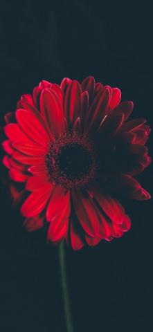 Red Flower iPhone Wallpaper On