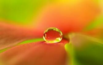 Flower Nature Garden Macro Green Leaf HD UltraHD 4k Wallpaper