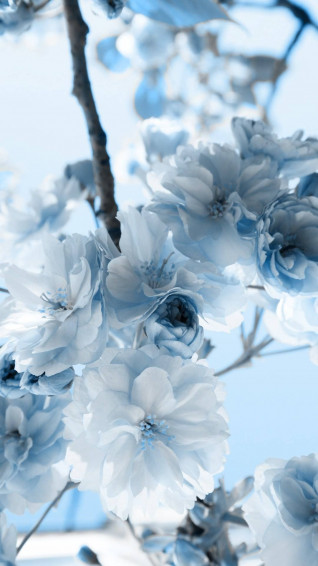 Aesthetic Light Blue Flower Wallpaper At Michael Reiley