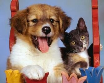 The Dog Wallpaper Best Gallery