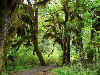 Hoh Rain Forest Desktop Wallpaper