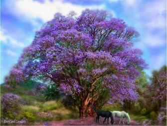 Beautiful Trees Wallpaper Mobile
