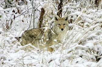 Cool Coyote Hunting Background Pauses While In