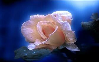Rose Pink Fragile Wallpaper Nature Original