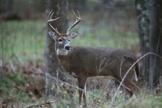 Jobspapa Whitetail Deer And Monster Bucks Wallpaper For Your Html