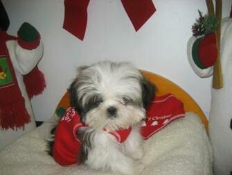 Buy Shih Tzu Puppy Wallpaper Puppies Photo