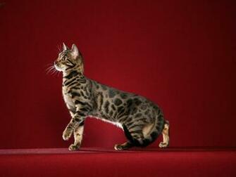 Bengal Cat Wallpaper