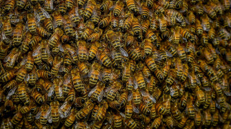 A Swarm Of Bees Wallpaper