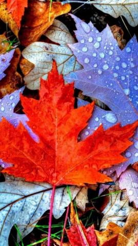 Ideas To Decorate Your Screen With A Fall iPhone Wallpaper