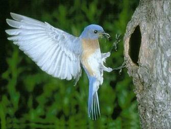 Sun Shines Beautiful Birds Wallpaper