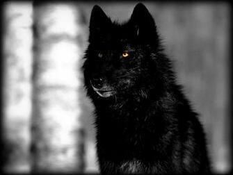 Black Wolf Fresh HD Desktop Wallpaper Beautiful