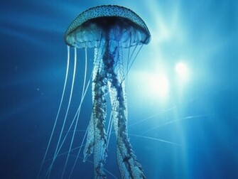Extra Ocean Life Wallpaper