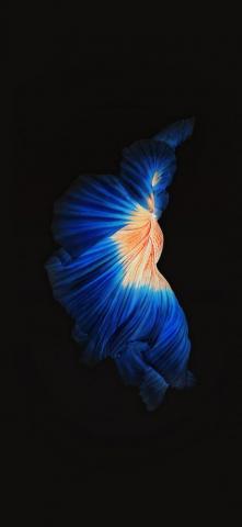 Apple Live iPhone X Wallpaper