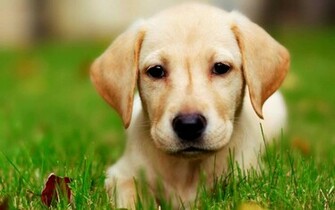 Labrador Retriever Wallpaper My Doggy Rocks