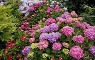 Wallpaper Hydrangea Garden Greens Many Different