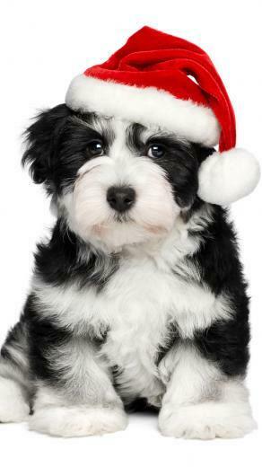 Christmas Dog iPhone Plus Wallpaper HD