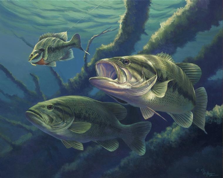 Largemouth Bass Wallpaper For Desktop