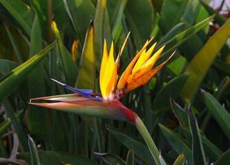 Bird Of Paradise Wallpaper Flower Computer By