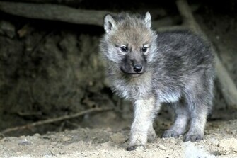 Baby Gray Wolf Image Wallpaper