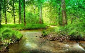 Forest Stream Wallpaper
