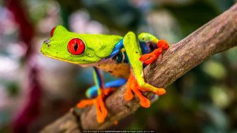 Beautiful Tree Frog 4k Wallpaper Red Eyed Frogs