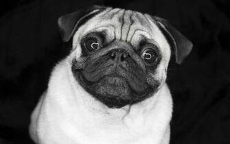 Pug Desktop Wallpaper