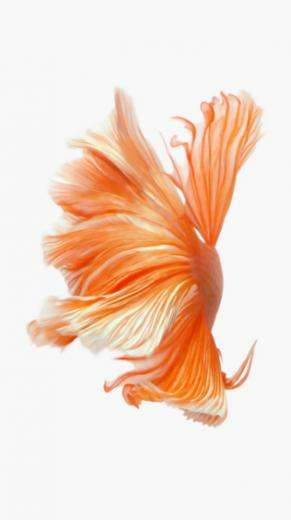 Still Image Of iPhone 6s Live Wallpaper For Older iPhones