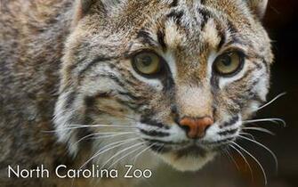 HD Desktop Wallpaper Bobcat