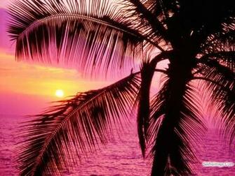 Sunset Tropical