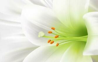 White Lily Wallpaper