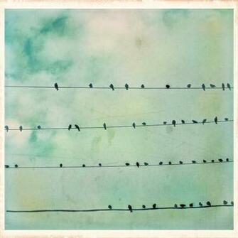 Vintage Birds On A Wire By Moon Willow