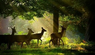 Most Beatiful Beautiful Deer Wallpaper In HD