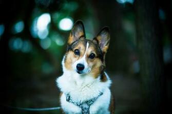 Corgi Computer Wallpaper Desktop Background Id