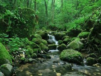 Fondos De Rio En La Selva Pantalla
