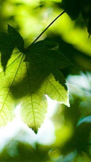 Foliage Summer iPhone 5s Wallpaper iPad