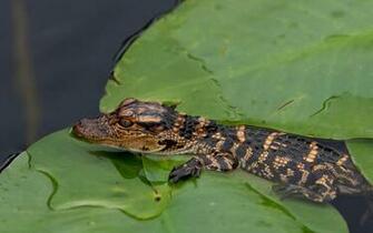 Small Crocodile Wallpaper