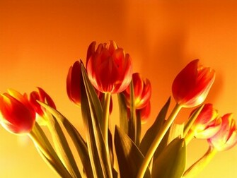 Pink Tulips Flower Wallpaper Red Flowers In Rain