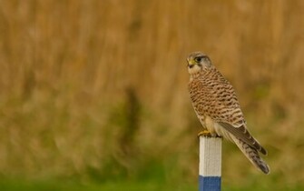 Common Kestrel Bird Of Prey HD Wallpaper