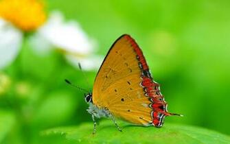 Best Nature Full HD Wallpaper