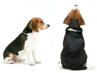 My Dogs Beagle Wallpaper Dog Desktop
