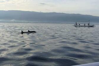 Dolphin Lovina Beach Wallpaper S
