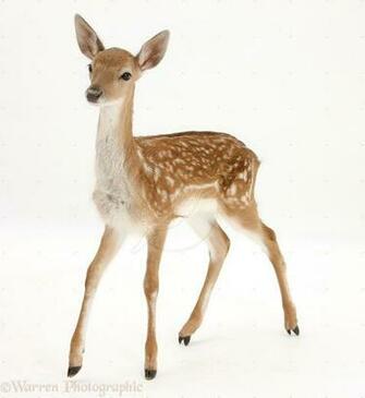 Shmulik Gelbard On Deer Fallow Photography