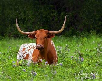 Photography By Beverly Guhl Beverlyguhl
