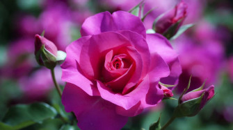 Rose Flower Wallpaper HD