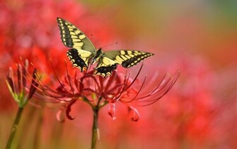 Yellow Butterfly Red Flower HD Wallpaper