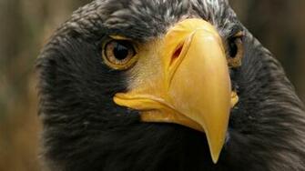 Eagle Desktop Wallpaper On Latoro