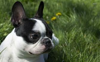 French Bulldog Wallpaper