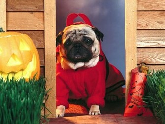 Funny Pug Wallpaper HD