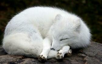 Arctic Fox Foxes Wallpaper