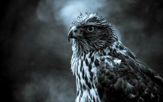 And White Hawk Wallpaper Black Myspace Background